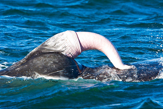 Ballena azul. El Tamaño de su órgano sexual es de 2,5 - 3 metros y el diámetro es de 30-35 centímetros. El órgano fértil no es visible, ya que se esconde dentro del cuerpo. Sale solo cuando la ballena está a punto de aparearse. 