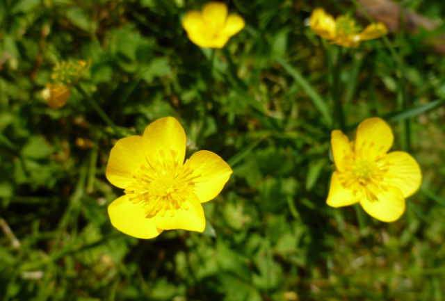 A cute yellow buttercup flower closes the rating of dangerous plants. The juice released by the plant is dangerous for the skin, it provokes an allergic reaction. Buttercup should not be sniffed, its pollen can cause severe coughing.Buttercup © shutterstock.com