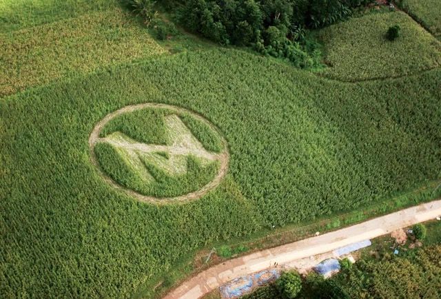 Círculos de cultivos contra Monsanto hechos por agricultores y voluntarios en Filipinas. MELVIN CALDERÓN / GREENPEACE HO / AP IMAGES.