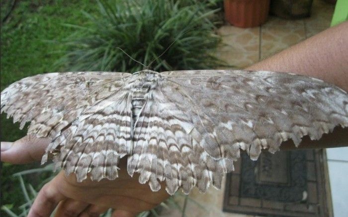 Mariposa (o más bien polilla) de la especie Endoxyla cinereus