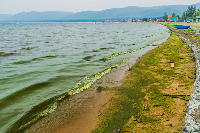 Спирогира на&nbsp;берегах Байкала. ©&nbsp;Dmitry Strizhakov&nbsp;| Shutterstock
