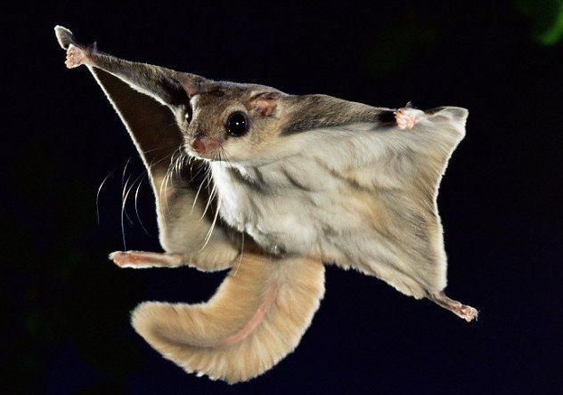 Flying squirrel

Due to its lethal device protein can glide from tree to tree, at a distance of 50-60 meters. In order to make the leap squirrel need to climb to the top, and then put on the sides of the legs so that the back was pressed against the tail. If you see a flight from below, the shape of the proteins will resemble a triangle. The flying squirrel can maneuver with the ability to manage your the webs. The animal can change the flight angles up to 90 degrees. Her long fluffy tail in the flight case performs the function of the braking device.
Translated by «Yandex.Translator»