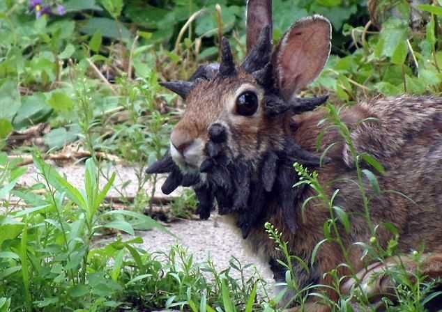 The rabbit on the head which protrude a set of "horns"
Translated by «Yandex.Translator»