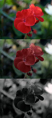 Model the effect of Purkyne — flower geranium, which is visible in normal bright light, dusk, and night
Translated by «Yandex.Translator»