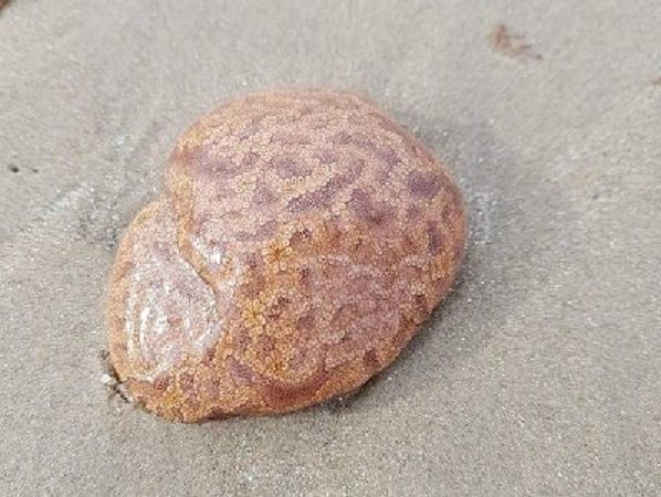 Colonial ascidians
Translated by «Yandex.Translator»