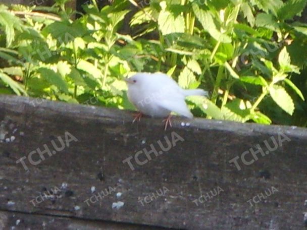 Edition My City @sites_mk

Inhabitants of nikolayevshchina was surprised by a Sparrow-an albino who walks around with poultry
Translated by «Yandex.Translator»