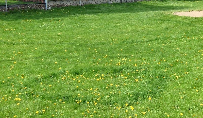 Two fairy rings marked by uneven grass growth (small in the foreground, much larger in the background). Lush green arcs of grass give away the presence of underground fungal mycelium.