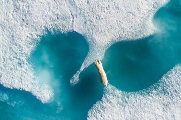 "The white bear", Florian Ledoux — the Grand Prix "photographer of the year"
Translated by «Yandex.Translator»