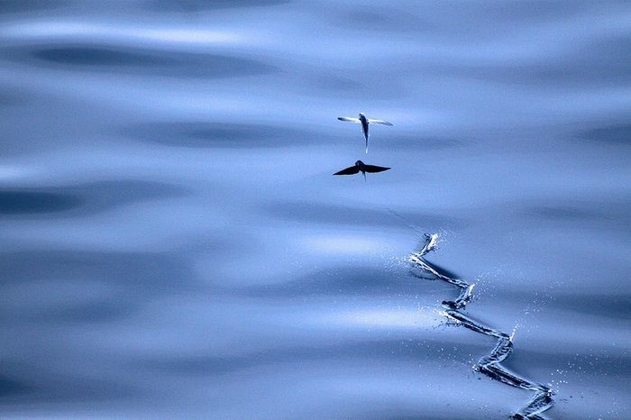 Exocoetidae o peces Voladores. El tronco de los peces voladores recuerda торпеду, sus ágiles formas de ayudar a desarrollar una alta velocidad bajo el agua. Esto es suficiente para que el pescado literalmente "воспарила" sobre las olas, habiendo aletas, alas. Como regla general, en un vuelo de peces se puede superar a unos 50 metros, sin embargo, sucede que los 200 m.
Traducido del servicio de «Yandex.Traductor»