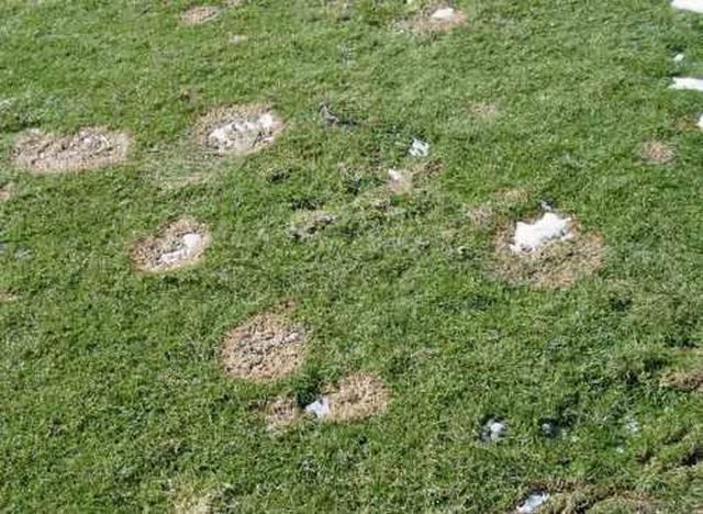 New (young ) turf damaged by snow mold
Translated by «Yandex.Translator»
