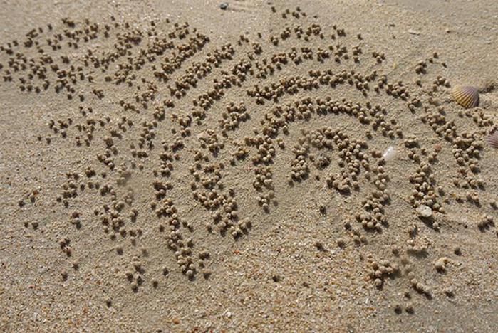 En australia y malasia viven los cangrejos de mar-los soldados que se crean en las playas de arena de imágenes sorprendentes.

La construcción de su mapa para alcanzar una farmacia, un cangrejo lleva las bolas de un exceso de arena y empuja en la superficie. Dejando la cadena de "катышей", cientos de cangrejos crean hermosas imágenes de las bolas en las playas de la zona. 
Traducido del servicio de «Yandex.Traductor»