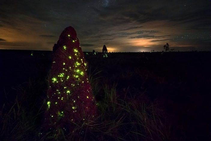 Luminescent termite nests in the Park of EMAS.

Photo © Marcio Cabral from the site storytrender.com
Translated by «Yandex.Translator»