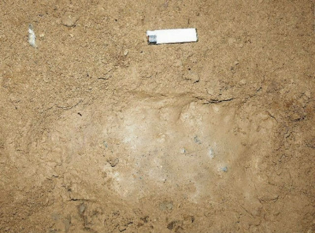 Alleged Yeti footprints