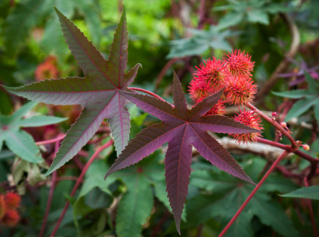 La planta de ricino a menudo se usa como elemento decorativo en el sitio, pero debe hacerse con mucho cuidado. El ricino contiene ricina, una sustancia peligrosa, en contacto con la piel causa dolor, picazón y una vez dentro del cuerpo, la ricina provoca vómitos y sangrado interno.Ricino © shutterstock.com