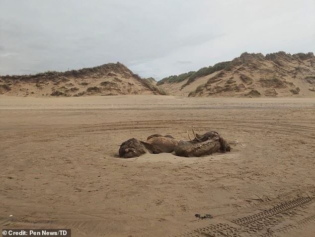 On the beach surf Liverpool made a Chupacabra
Translated by «Yandex.Translator»