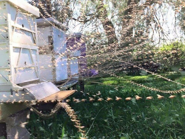 Intervalo de captura (timelapse o fotografiar la escena de disparo a través de los mismos intervalos de tiempo) de las abejas a la colmena. 
Traducido del servicio de «Yandex.Traductor»