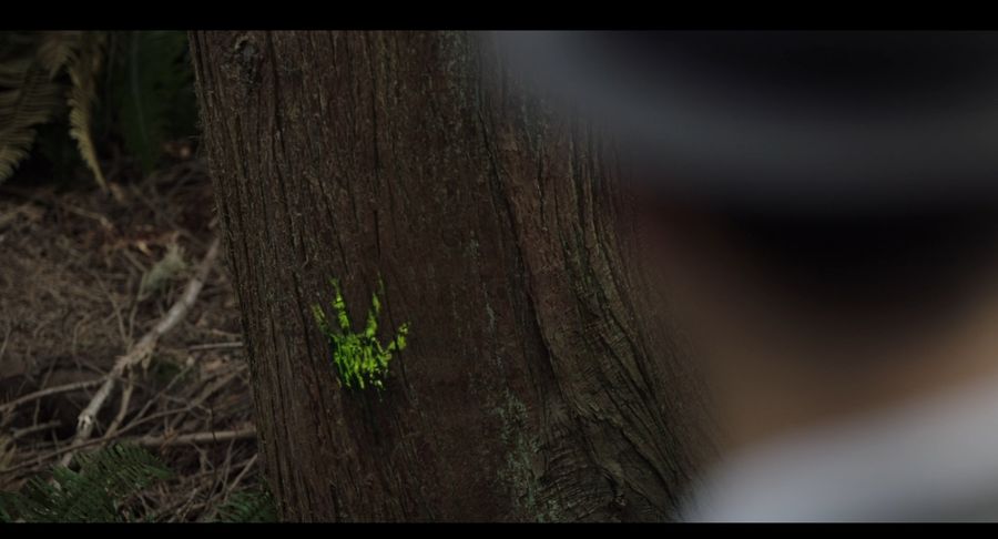 Отпечаток лапы пришельца (предположительно) на дереве
