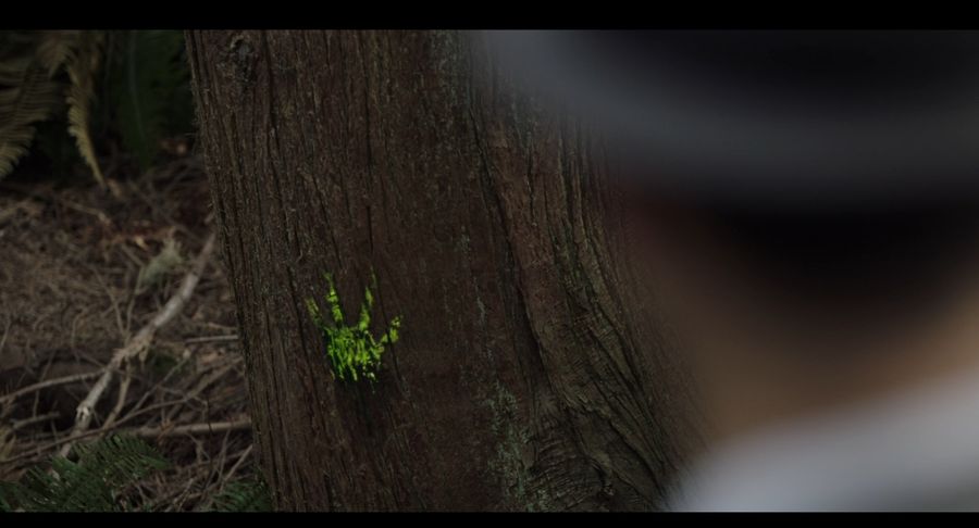 The footprint of a stranger (presumably) on the tree
Translated by «Yandex.Translator»