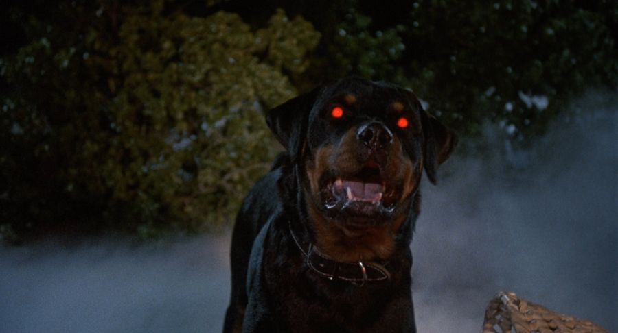 Elvira's familiar in the guise of a Rottweiler