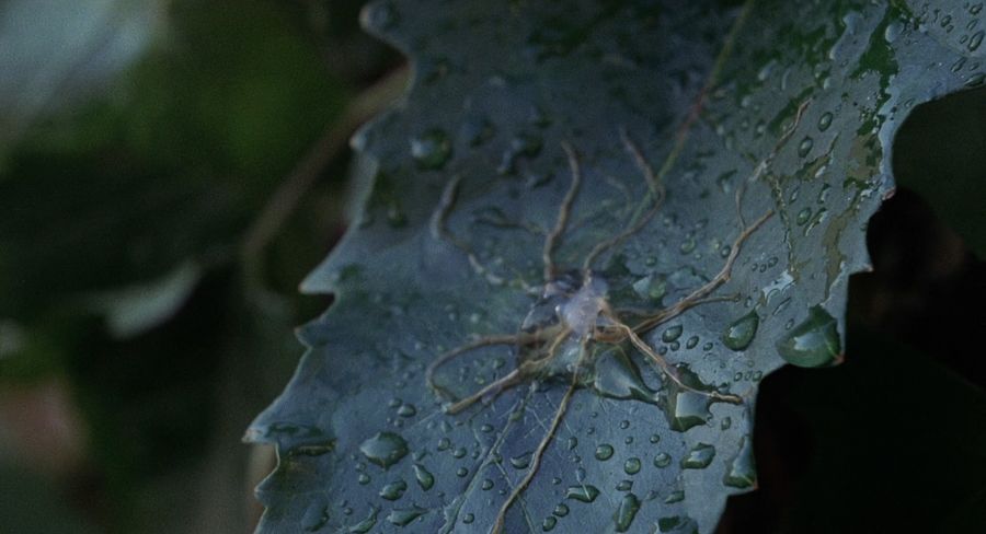 Disputes alien creatures turn into plants
Translated by «Yandex.Translator»