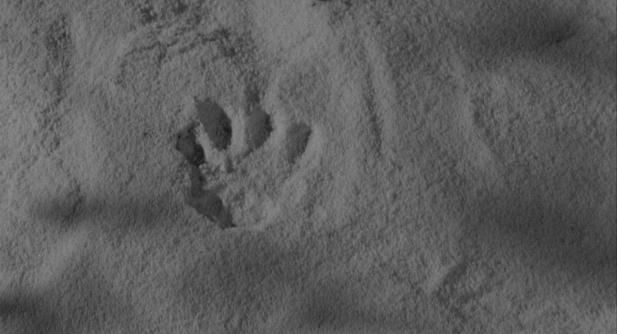 The footprint of a werewolf's foot after a complete transformation