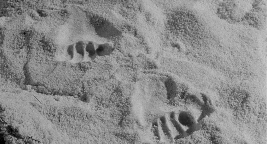 The footprint of a werewolf's foot in the process of transformation