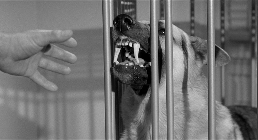 Un perro convertido en un lobo fósil de dientes de sable