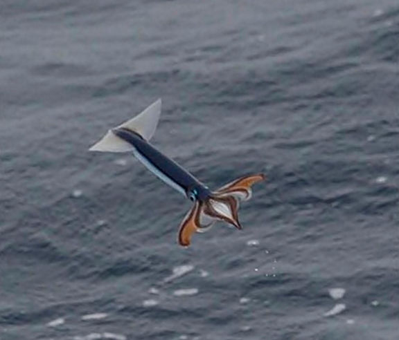 Se sabe que los calamares con la suficiente rapidez se mueven bajo el agua. Sin embargo, algunas especies de cinco veces más rápido que se mueven, volando por el aire, como fugitivas de los peces. "Volar" sobre el agua hacen estos tipos, como, por ejemplo, крылорукий calamar (Sthenoteuthis pteropus), el calamar, el pájaro (Ornitoteuthis) o короткоперый calamar (Illex illesebrosus). Gracias al sistema músculo, calamares rápidamente saltan fuera del agua y recorren una distancia considerable.
Traducido del servicio de «Yandex.Traductor»