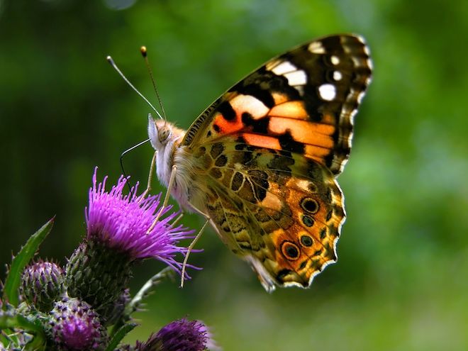 ©&nbsp;Marek Mierzejewski&nbsp;| Shutterstock
