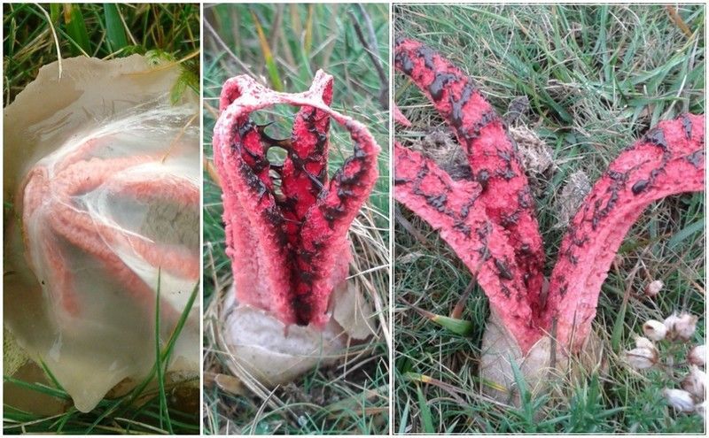 Antarus Archer (LVL. Clathrus archeri) is a species of fungi of the genus Reshetochki (lat. Clathrus) family Veselkovyj. Because of its unusual shape, the people got the name Fingers of the Devil.His birthplace is Australia and Tasmania, however, is sometimes also found in Europe. 

The Mature mushroom has 4 — 8 "fingers" with black areas like the suction cups of the octopus, which emit a bad smell, like rotten meat and attract flies. The flies spread the spores and thus the fungus proliferates.

Old age, this fungus loses its bright color and becomes like a monster hand, got out of the earth's strata.
Translated by «Yandex.Translator»