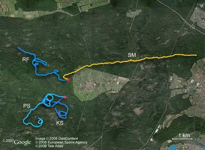 Trajectories of walks in the Bienwald forest (Germany). The participants started from two different starts.© Jan Suman, Google Earth