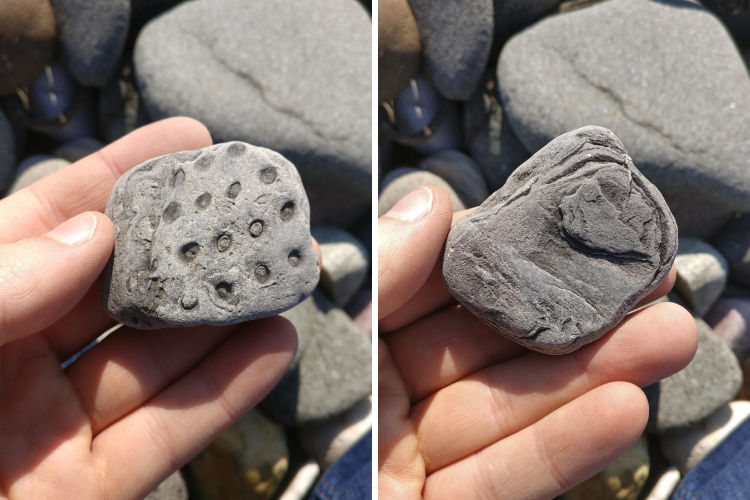 This is a stigmaria — a petrified root of a tree. Holes are places where small roots came out of the main root. Found on a beach on the east coast of Scotland.As a rule, such roots turn into coal. The author of the photo confirmed that the beach where he found it is rich in pieces of coal, and there are many old coal mines in this area.