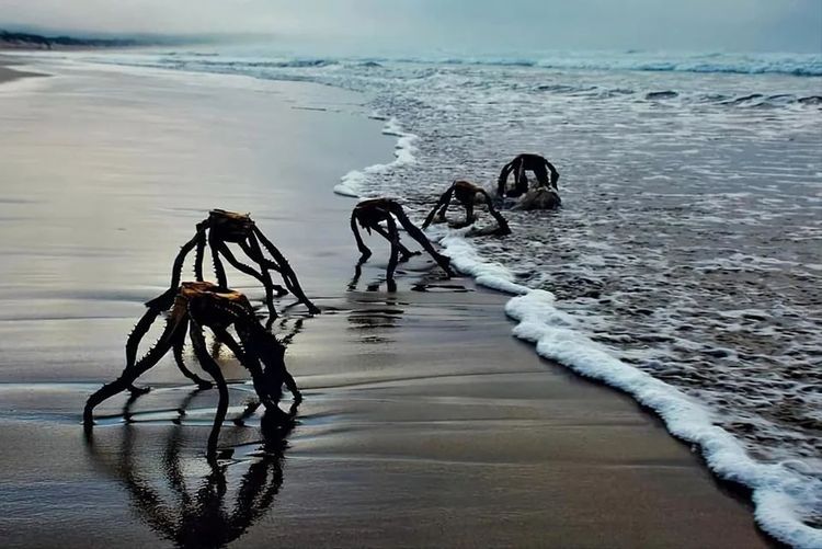 Inverted dried leaves of aloe ferox, which the sea washed ashore.