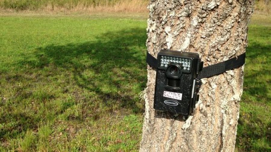 IR camera trap, depicting the anomaly
Translated by «Yandex.Translator»