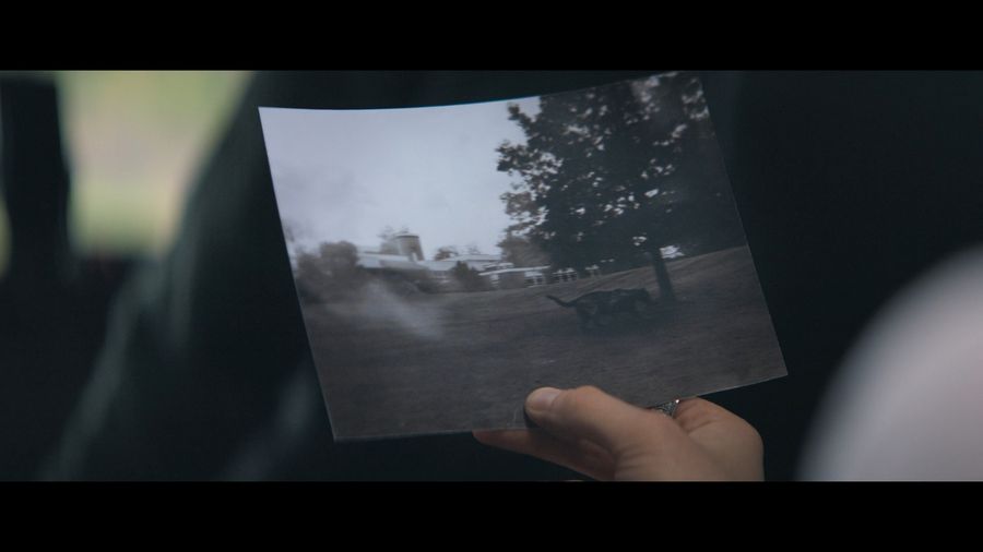 Photo of a huge cat from Bodmin moor (Cornwall, England), fake