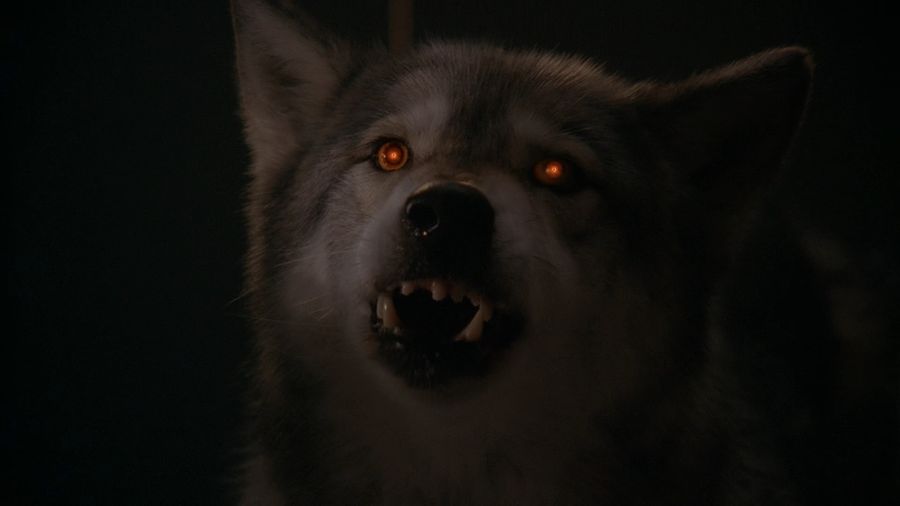 A werewolf in the guise of a wild dog
