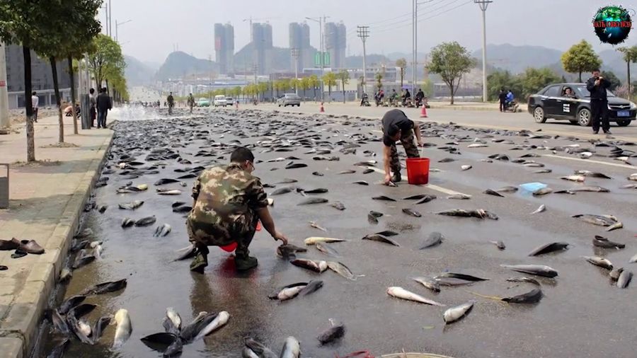 Los peces CAEN del cielo. "LLUVIA DE PECES"4 febrero. Dos mil veinteAutor: Saber todo