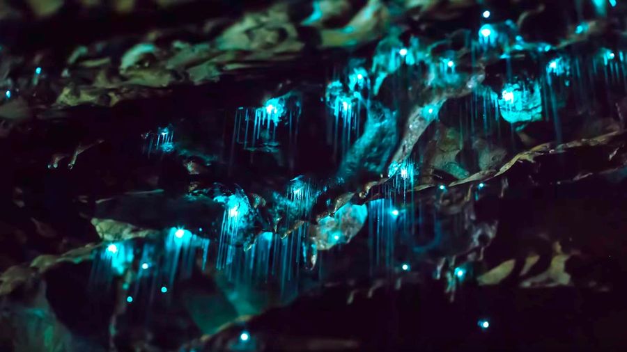 Larvae of insects from the genus of fungal mosquitoes living in caves in New Zealand, release sticky luminous threads from urea from their mouths, with which they extract food for themselves.