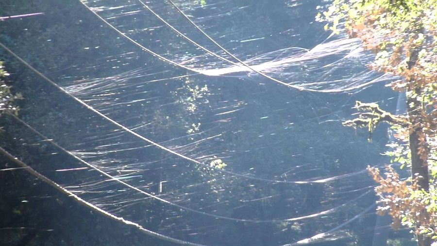 Web on the wires in San Francisco
Translated by «Yandex.Translator»