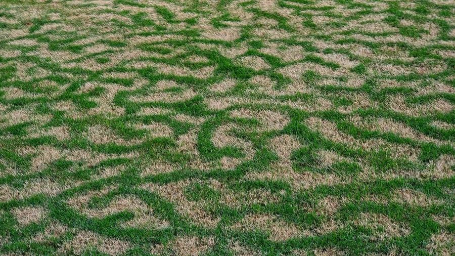 Partial damage to the lawn from frost. The scientific article "Air convection at ground level creates patterns of damage to the lawn from frost" is about this.