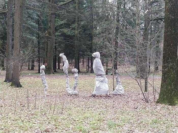 Envoltura en una película de árboles pequeños para protección en invierno