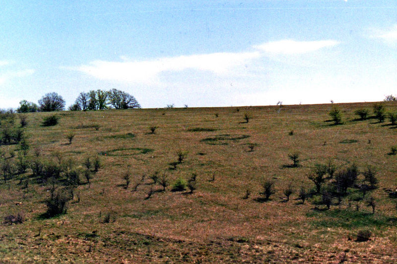 The witch's circles in the field
Translated by «Yandex.Translator»