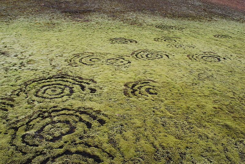 Fairy rings in moss in Iceland