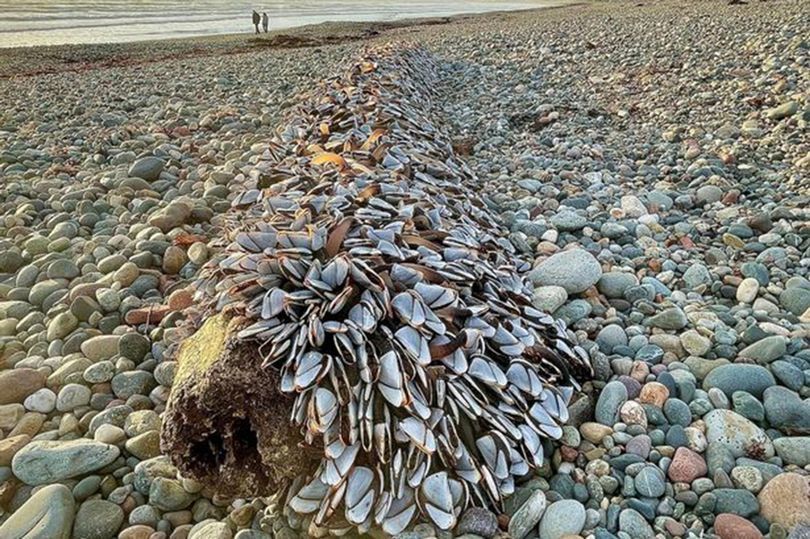 Dave Mcgirr descubrió un montón de conchas raras que se venden por una fortuna (Imagen: Dave McGirr/SnapHappyDave)