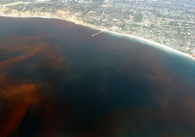 Red tide is the common name for the particular case of algal blooms, caused by the outbreak of the numbers of marine dinoflagellates.
Translated by «Yandex.Translator»