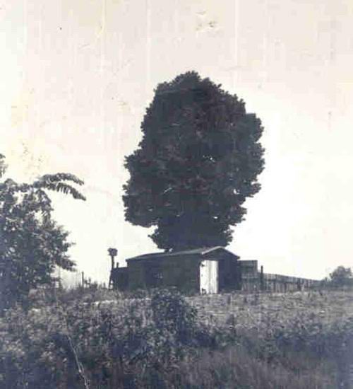 El único blanco y negro de la fotografía, en la que capturó increíble árbol.
Traducido del servicio de «Yandex.Traductor»