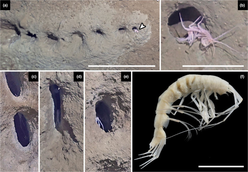 Crustacean amphipods, likely creators of rows of holes
Julia D. Sigwart et al. / Ecology and Evolution, 2023