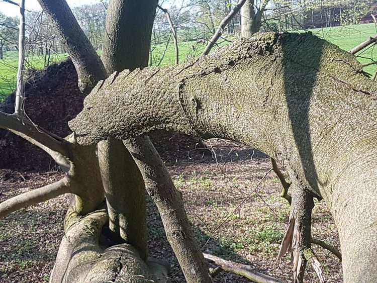 "It's a broken tree that looks like a dinosaur or a dragon»