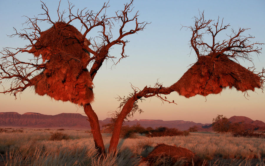 "Public" weaver miniature bird called because it lives in large colonies from one hundred individuals and more. As a rule, these birds live in South Africa and is able to build a house, from the side resembling a large haystack, up to 8 meters in height.
Translated by «Yandex.Translator»