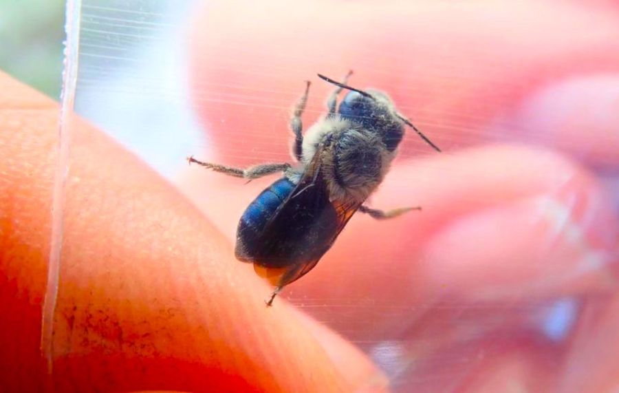 Daniels Lab@JCDanielsLab

Dr. Chase Kimmel's rediscovery of the rare blue calamintha bee is featured on @weatherchannel today! Article by @rdbenaim.
